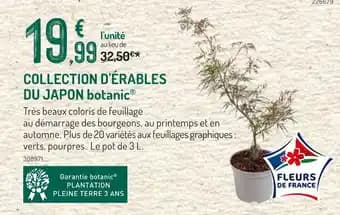 botanic Collection d'érables du japon