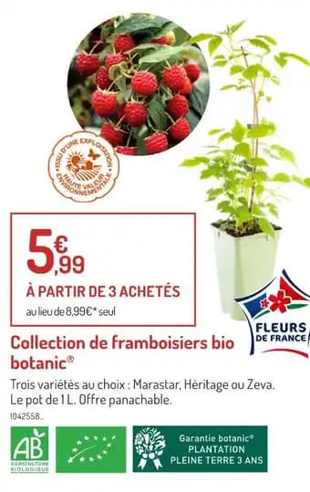 botanic Collection de framboisiers bio