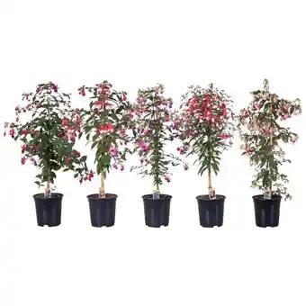 Promotion Exclusives de 1
Fuchsia : Découvrez l'Offre incontournable