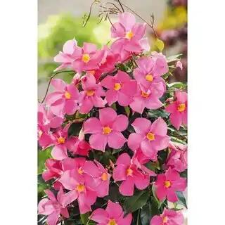 Promotion Exclusives de 11
Dipladenia : Découvrez l'Offre incontournable