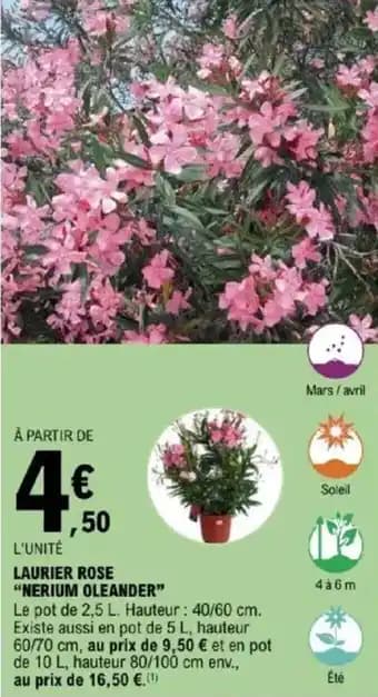 Promotion Exclusives de 11
            
        
        Laurier : Découvrez l'Offre incontournable