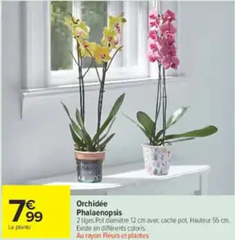 Orchidée Phalaenopsis