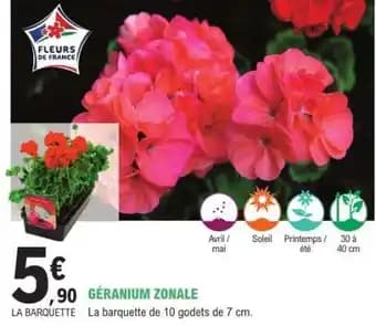 Promotion Exclusives de 6
            
        
        Géranium zonale : Découvrez l'Offre incontournable