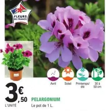 Promotion Exclusives de 2
            
        
         Pelargonium : Découvrez l'Offre incontournable