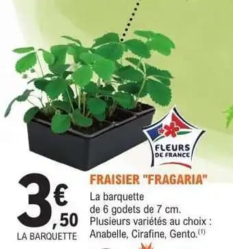 Promotion Exclusives de 14
            
        
        Fraisier : Découvrez l'Offre incontournable