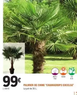 Promotion Exclusives de 2
            
        
        Palmier de chine : Découvrez l'Offre incontournable