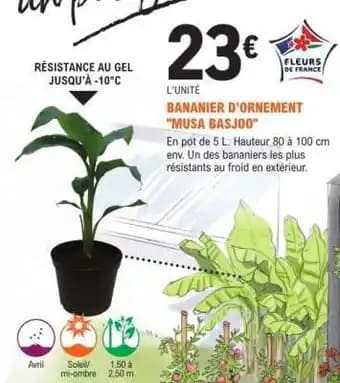 Promotion Exclusives de 1
            
        
        Musa : Découvrez l'Offre incontournable