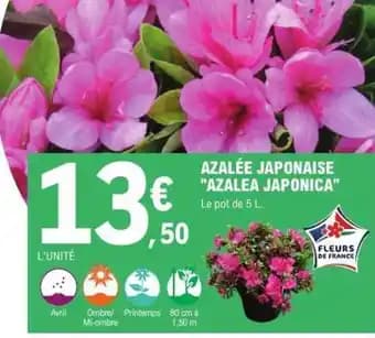 Azalée Japonaise 'Azalea Japonica'