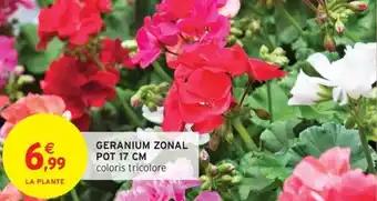 Geranium zonal pot 17 cm