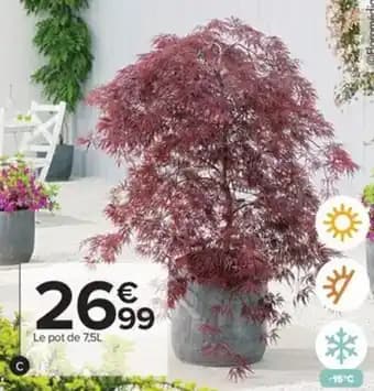 Promotion Exclusives de 5
Érable du japon : Découvrez l'Offre incontournable