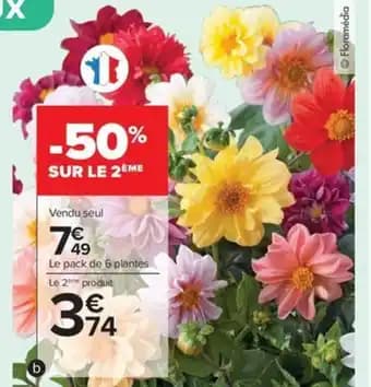 Promotion Exclusives de 9
Plantes fleuries : Découvrez l'Offre incontournable