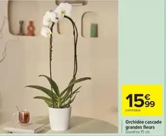 Orchidée cascade grandes fleurs 15 cm