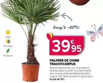 Promotion Exclusives de 4
Palmier de chine : Découvrez l'Offre incontournable