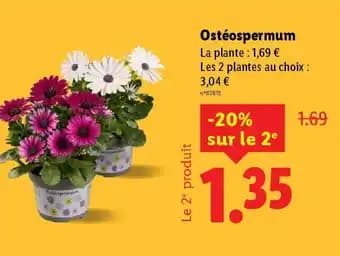 Promotion Exclusives de Ostéospermum : Découvrez l'Offre incontournable